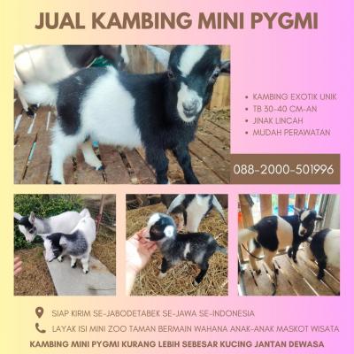 jual anakan kambing pygmi murah di tangerang