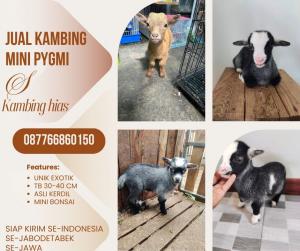 jual anakan kambing pygmi murah di kabupaten tangerang