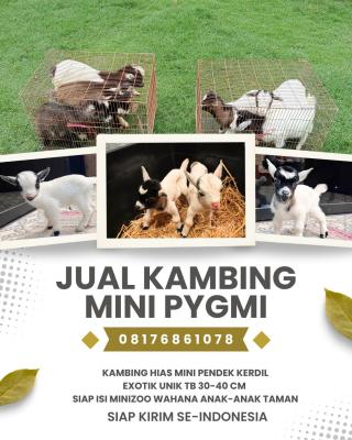 jual anakan kambing pygmi murah di surabaya