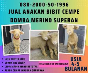 jual anakan domba merino di bandung