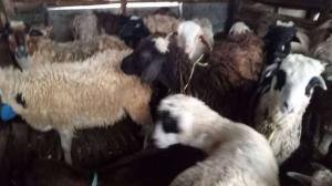 jual kambing domba potong murah di Jakarta